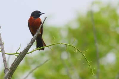 Orchard Oriole ♂