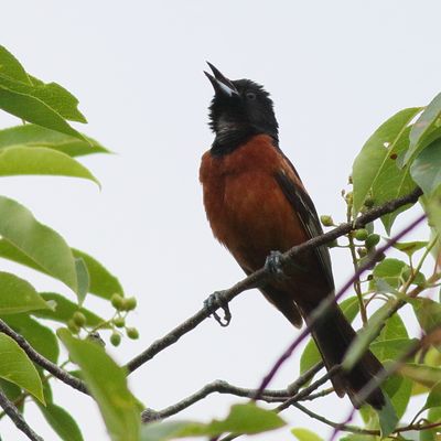 Orchard Oriole ♂