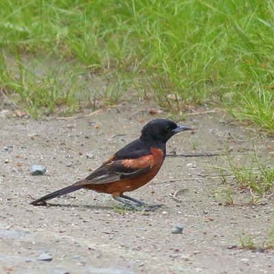 Orchard Oriole ♂
