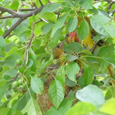 Orchard Oriole nest