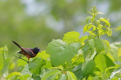 Orchard Oriole ♂