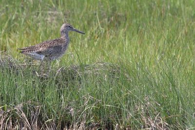 Willet