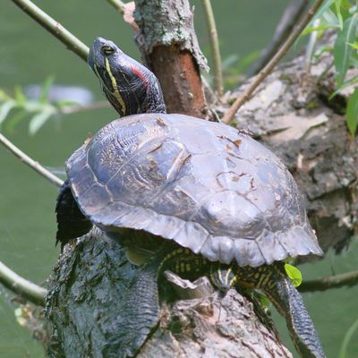 Red-eared Slider