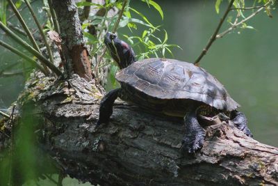 Red-eared Slider