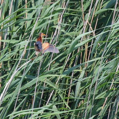 Least Bittern ♂