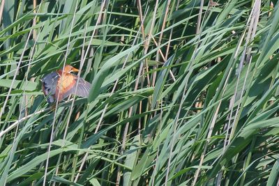 Least Bittern ♂