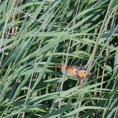 Least Bittern ♂