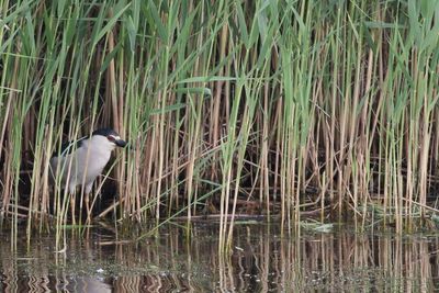 Black-crowned Night-Heron