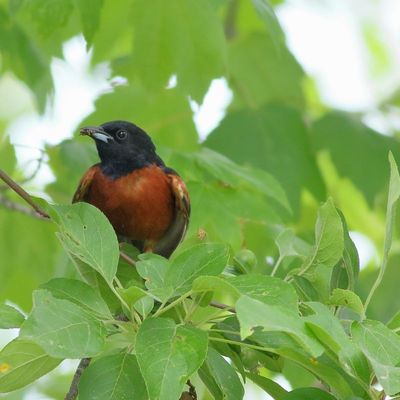 Orchard Oriole ♂