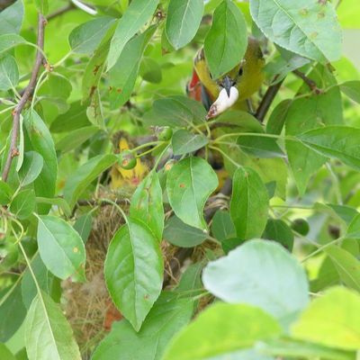 Orchard Oriole nest