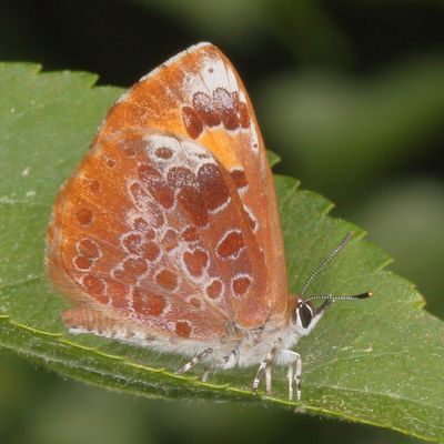 Harvesters : Subfamily Miletinae