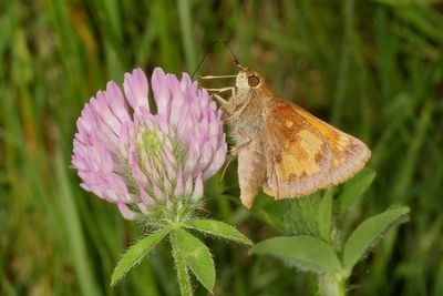 Hobomok Skipper