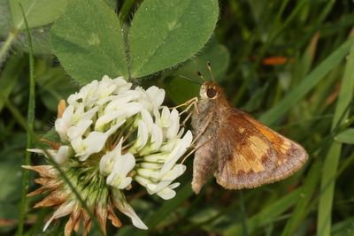 Hobomok Skipper