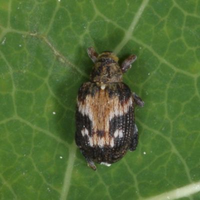 Tachyerges ephippiatus