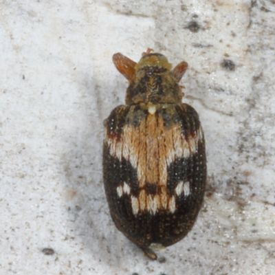 Subfamily Curculioninae