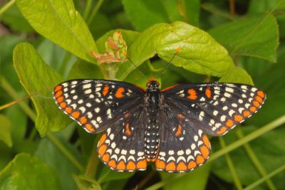 Baltimore Checkerspot