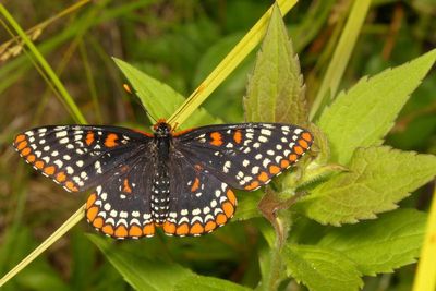 Baltimore Checkerspot