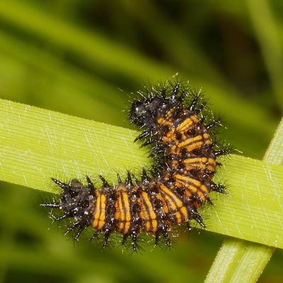 Baltimore Checkerspot