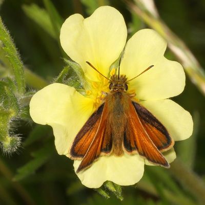 European Skipper