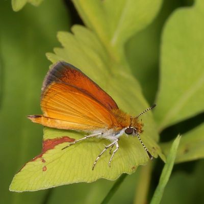 Least Skipper