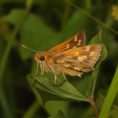 Peck's Skipper