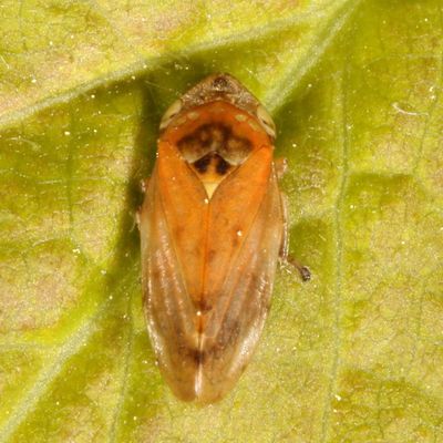 Philaenus spumarius