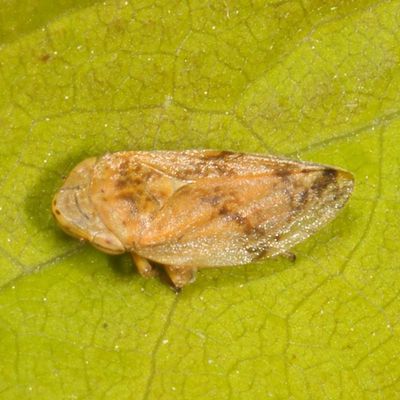Philaenus spumarius