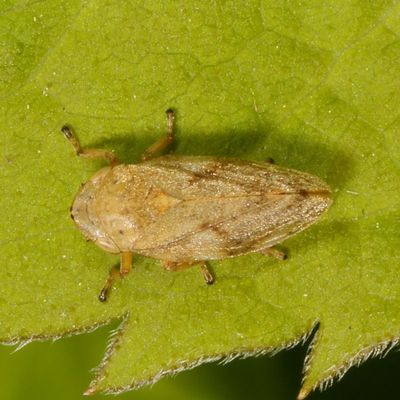 Philaenus spumarius