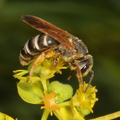 Halictus parallelus