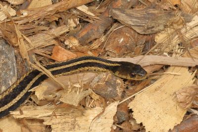 Eastern Garter Snake