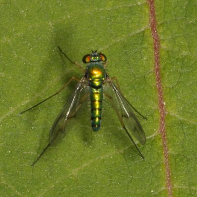 Condylostylus sipho group 