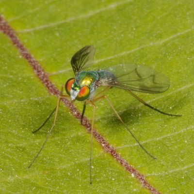 Condylostylus sipho group 