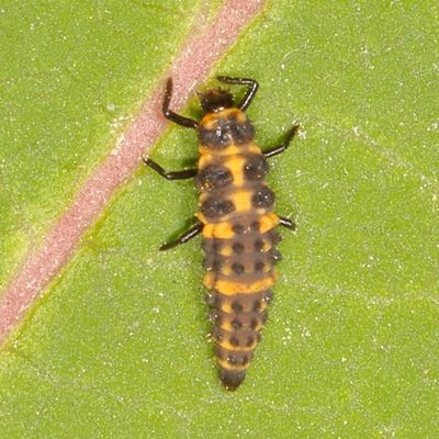 Coleomegilla maculata