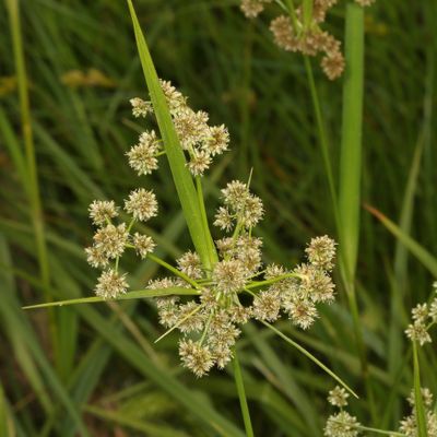 Scirpus microcarpus * Panicled Bulrush