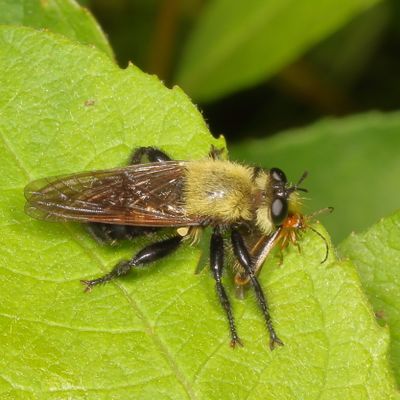 Laphria virginica