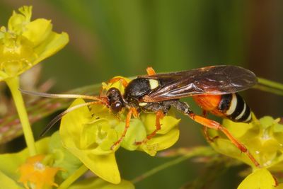 Subfamily Ichneumoninae