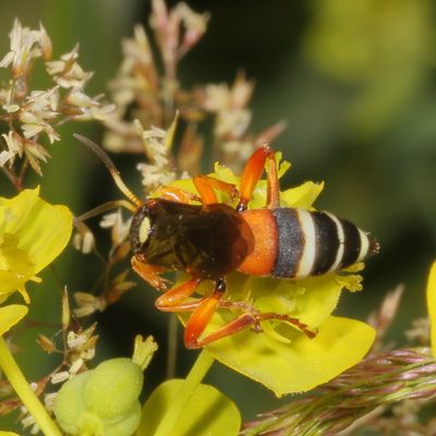 Ichneumon ambulatorius ♀