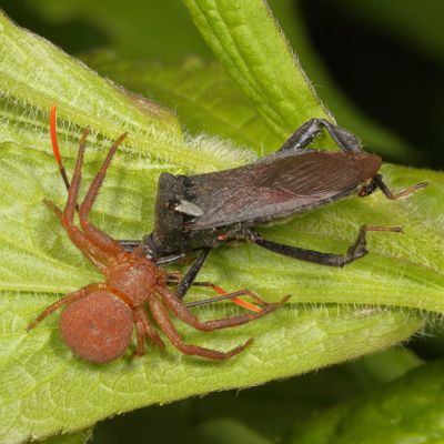 Acanthocephala terminalis caught by Xysticus Crab Spider