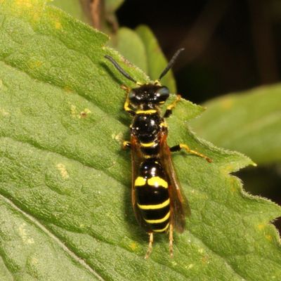 Philanthus lepidus