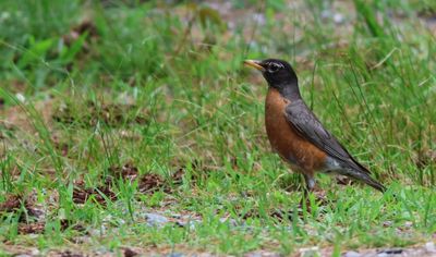 American Robin