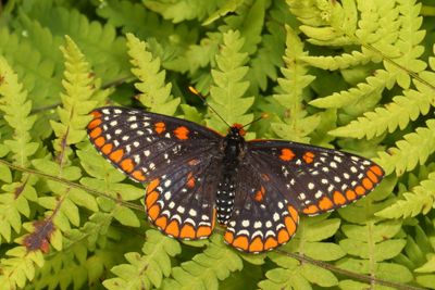 Baltimore Checkerspot