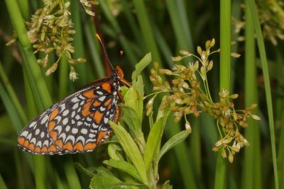 Baltimore Checkerspot