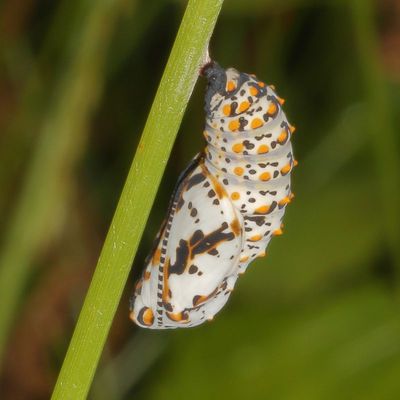 Baltimore Checkerspot chrysalis