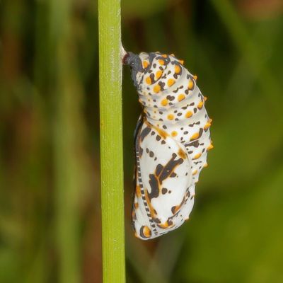 Baltimore Checkerspot chrysalis