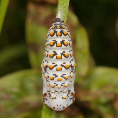 Baltimore Checkerspot chrysalis