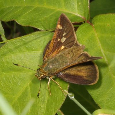 Little Glassywing