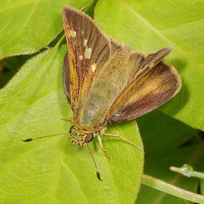 Little Glassywing