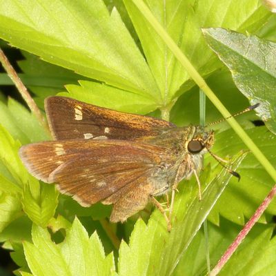 Little Glassywing