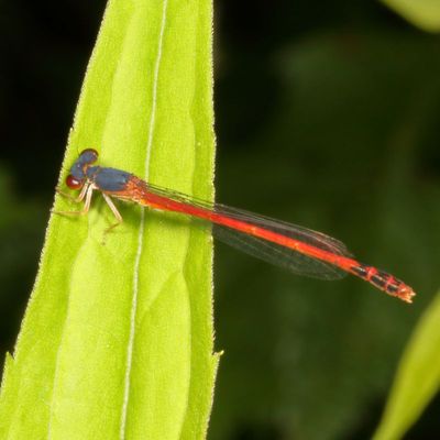 Damselflies : Zygoptera