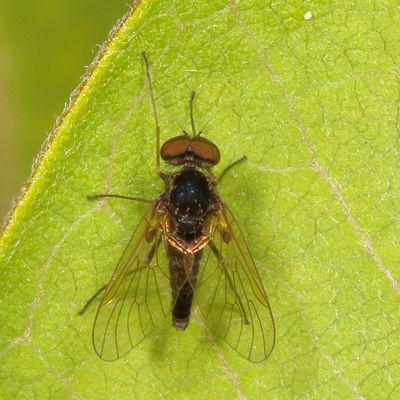 Chrysopilus proximus ♂